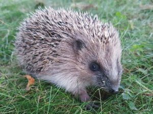 02-02-20220711_211956_small