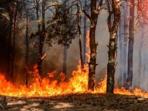 wildfire