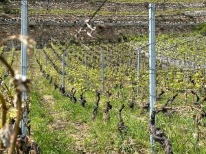 agriculture_Photo © SCA_DLW