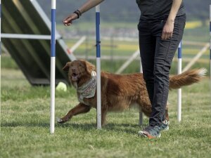 A l’occasion de la journée du chien, le club Click’Agil de Cernier propose une journée portes ouvertes avec parcours d’obstacles et jeux. Cernier, le 10 mai 2025 Photo: Muriel Antille