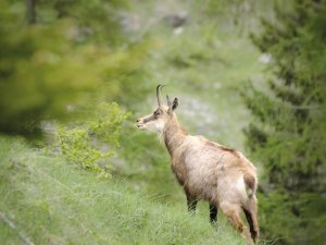 chamois-5579897_1280_small