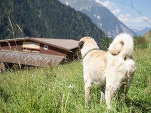 chienFR © Photoval - Valérie Pinauda