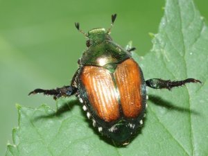 coc C. Schweizer Agroscope