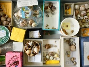 coquilles © Musées cantonaux du Valais, Sion