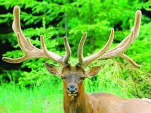 La chasse est ouverte mais le loup n'est pas visé.
DR