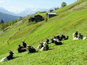 Automne paisible aux mayens pour ces chèvres particulières (Schwarzhalsziege)