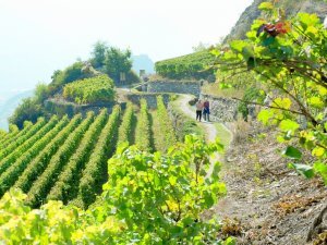 Vignoble de Sion avec vue sur les châteaux.