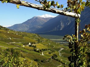 Vue étendue sur le vignoble de Sierre.
