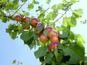 Récolte des fruits dans un verger de plaine