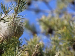 a notifiable pest in the UK like the oak processionary only darker