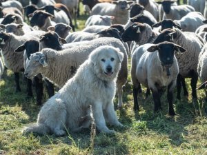 Collombey-Muraz le, 8 nov. 2024 : Claude Lattion, président de l'association des éleveurs ovins et caprins du Valais dans son exploitation. Protection troupeaux de moutons avec un chien. .©Sacha Bittel