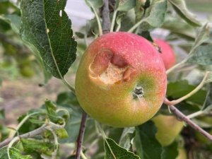 grele01 © Service cantonal de l’agriculture Etat du Valais