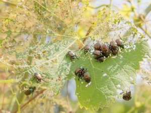 IPM_Popillia_Damage_On_Plants_05