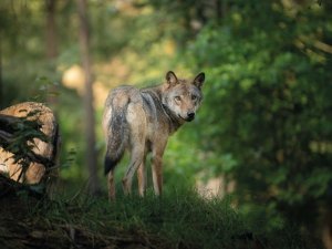 loup_FR
