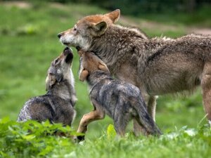 gray wolf with pups
