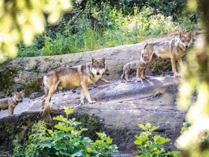 Les Marécottes - 23 juin 2022 Trois louveteaux nés au zoo des Marécottes. Ici, les loups et leurs louveteaux.