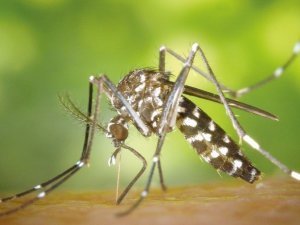 mosquito-49141_1920_small