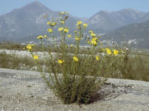 Senecio inaequidens