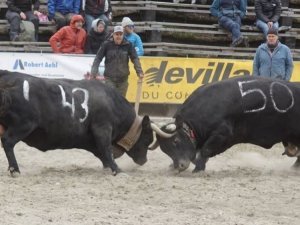 Race _Hérens_Photo @ Yves Brunelli Nouvelliste