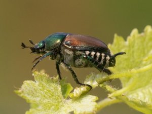 scarabé FR © T. Graf Agroscope