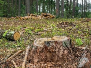 Deforestation concept. Stumps, logs and branches of tree after cutting down forest