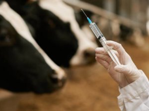 Close-up of vet doctor holding syringe with vaccination and making vaccine to cows on farm