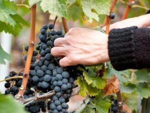 vignes_©Didier Carré