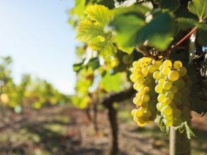 vignes_DE