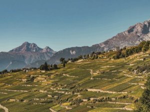 vignes FR Photo ©Switzerland Tourism Tina Sturzenegger