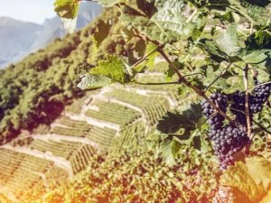 vignesDE Foto © Valais Wallis Promotion - David Carlier