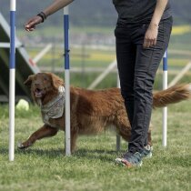 A l’occasion de la journée du chien, le club Click’Agil de Cernier propose une journée portes ouvertes avec parcours d’obstacles et jeux. Cernier, le 10 mai 2025 Photo: Muriel Antille