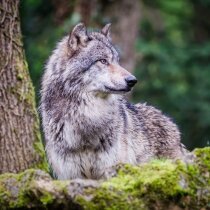 Loup