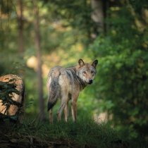 loup_FR