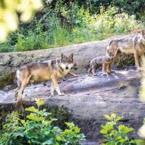Les Marécottes - 23 juin 2022 Trois louveteaux nés au zoo des Marécottes. Ici, les loups et leurs louveteaux.