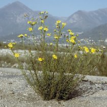 Senecio inaequidens