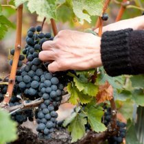 vignes_©Didier Carré