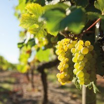 vignes_DE