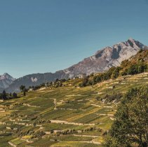 vignes FR Photo ©Switzerland Tourism Tina Sturzenegger